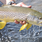 Dave McKee Fly Fishing